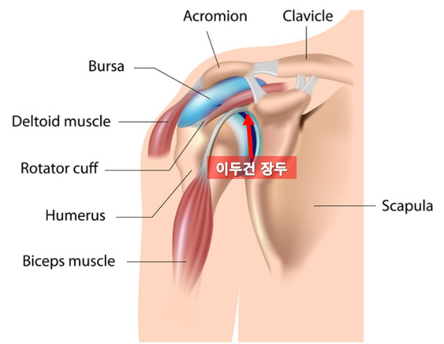 이두건 장두의 위치.PNG